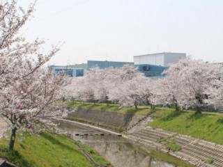 岡崎川の桜並木