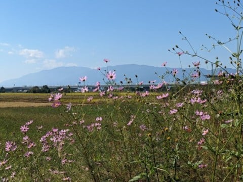 野辺の花・味間地区